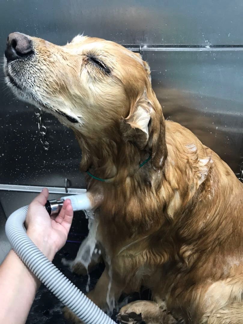 Golden Retriever enjoying a hydro-massage bath inside the Asgard mobile salon