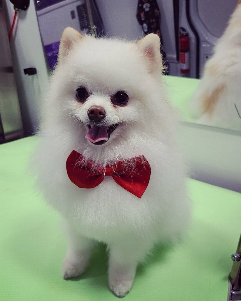 White Pomeranian with red bow tie after a fresh Asgard groom